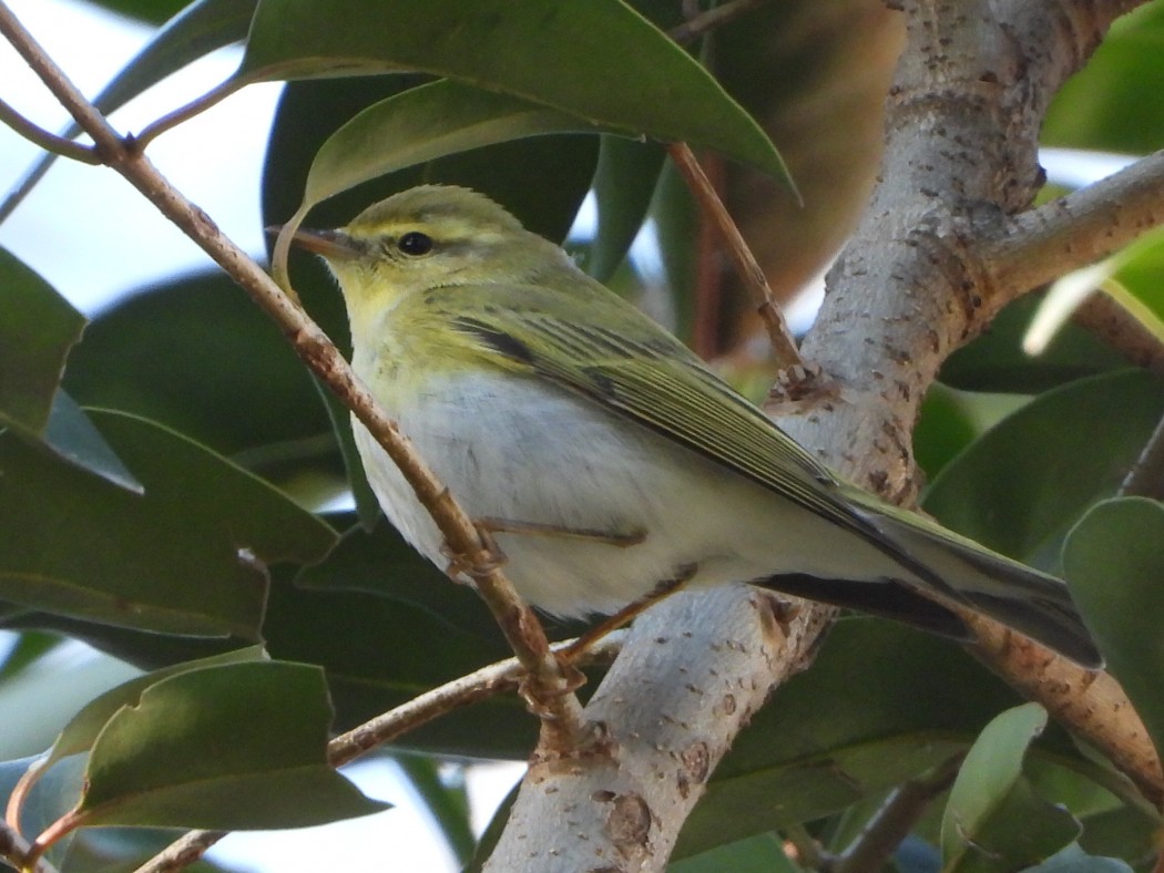 Wood Warbler