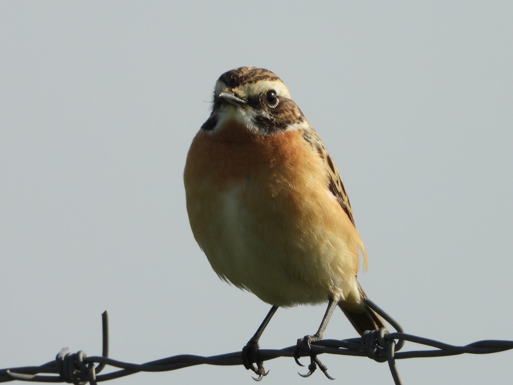 Whinchat