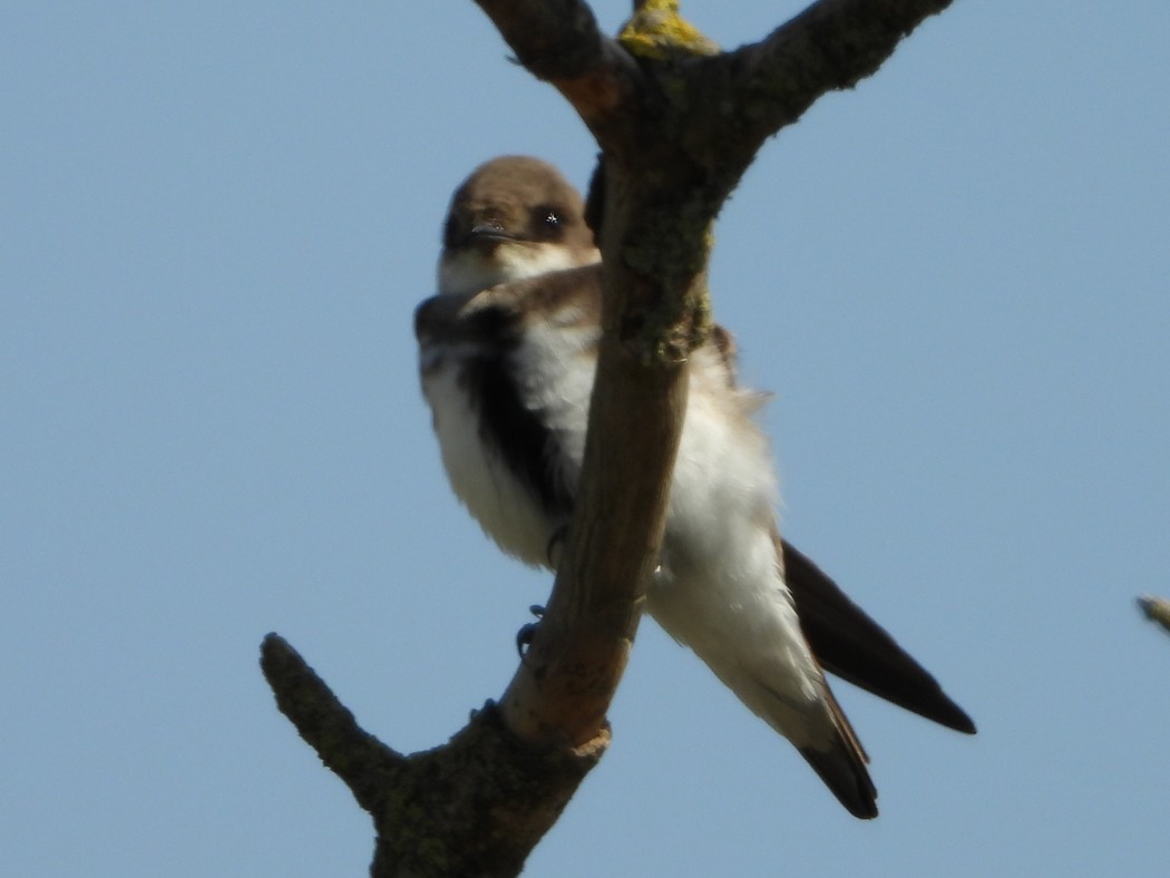 Sand Martin