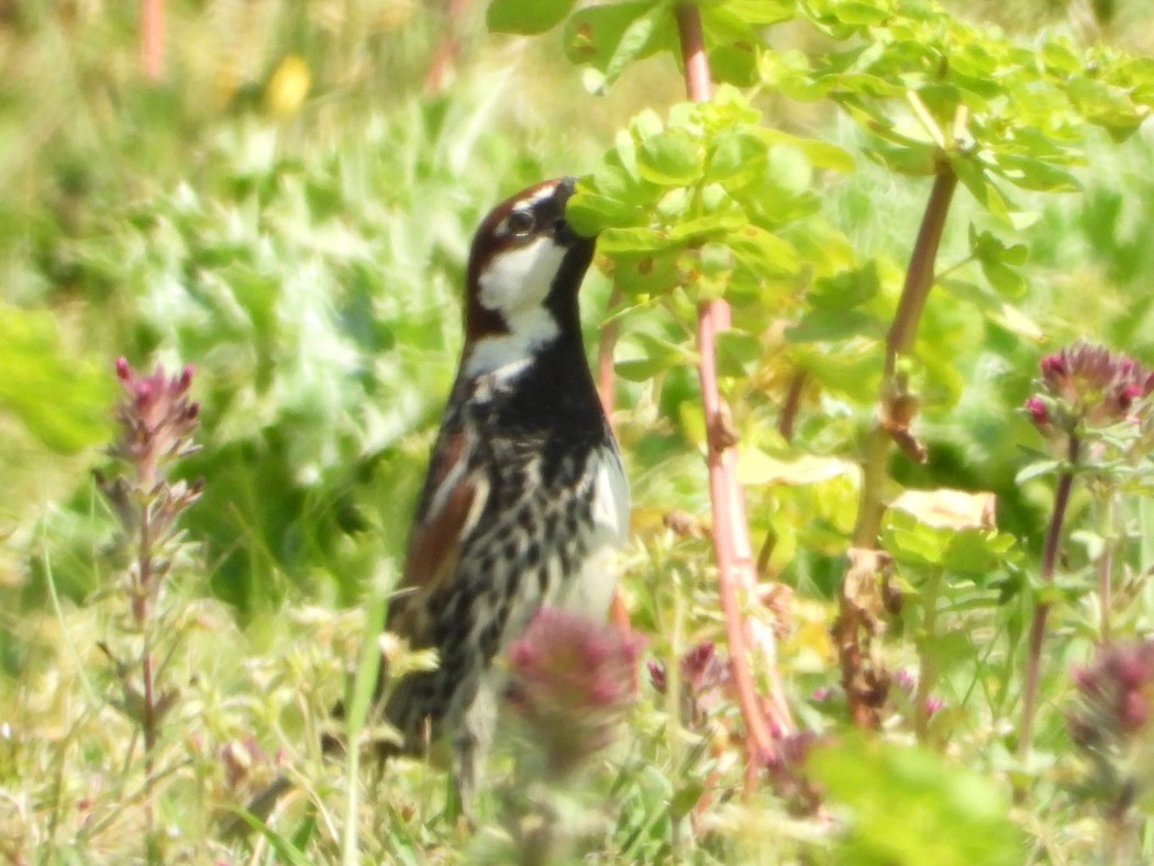 Spanish Sparrow