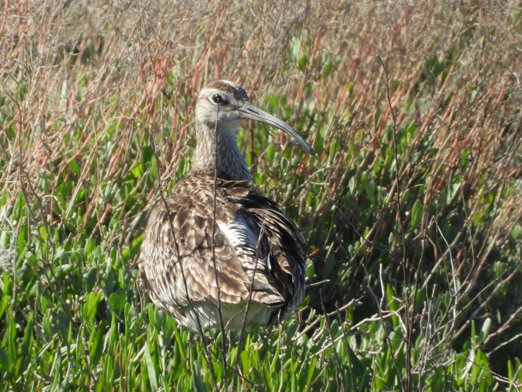 Eurasian Whimbrel