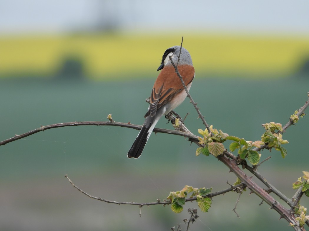 Red-backed Shrike