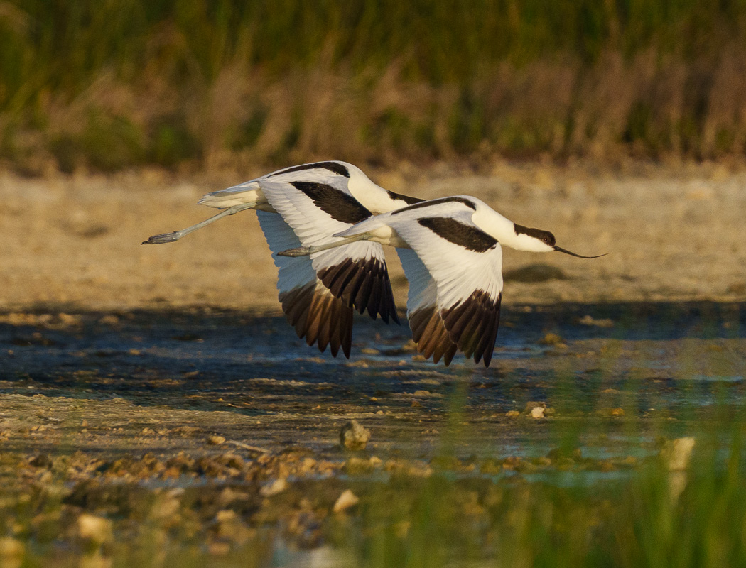Pied Avocet