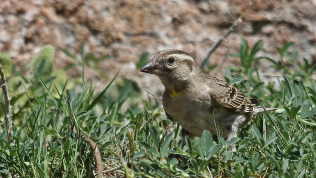 Rock Sparrow