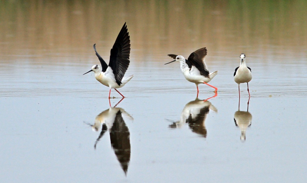 Black-winged Stilt