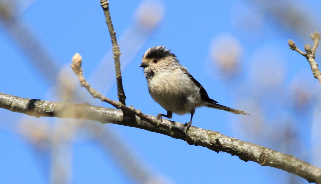 Long-tailed Tit