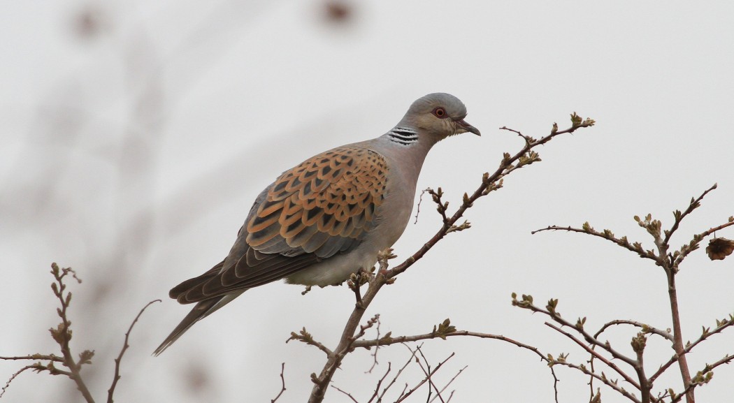European Turtle Dove