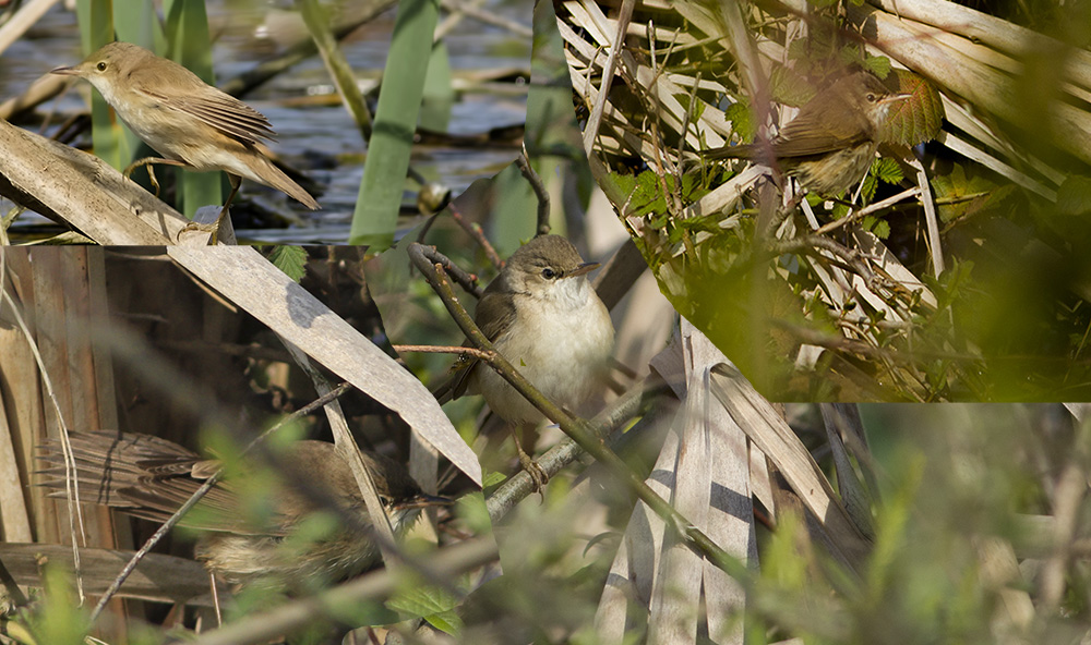 Marsh Warbler
