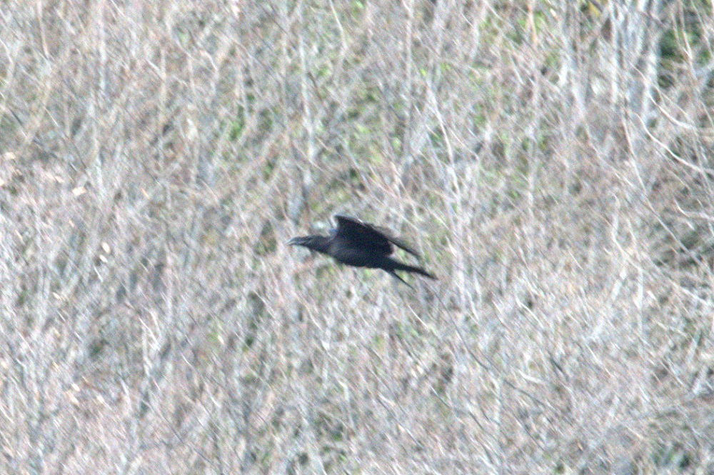 Northern Raven