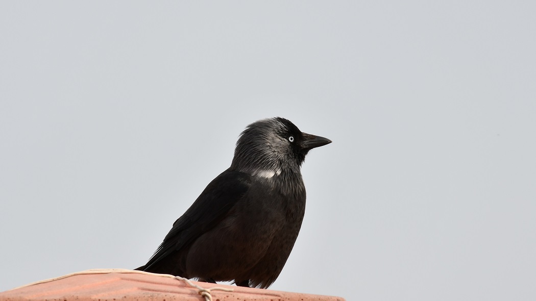 Western Jackdaw