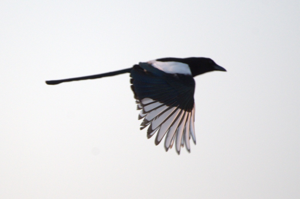 Eurasian Magpie