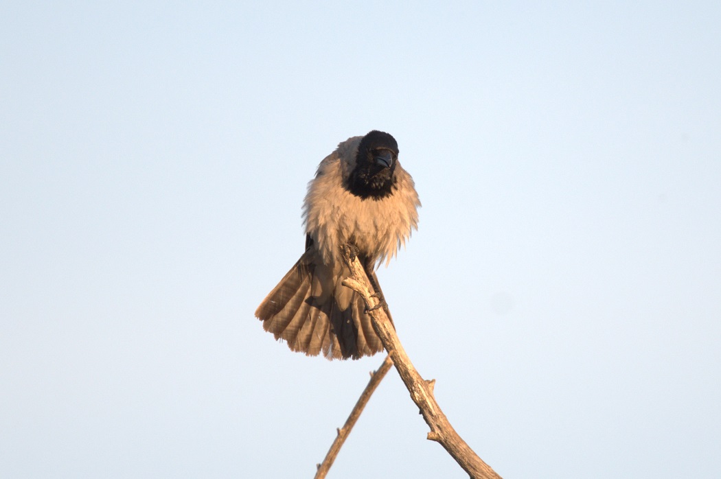 Hooded Crow
