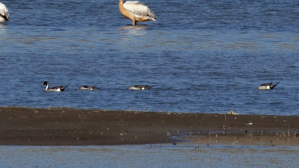 Northern Pintail