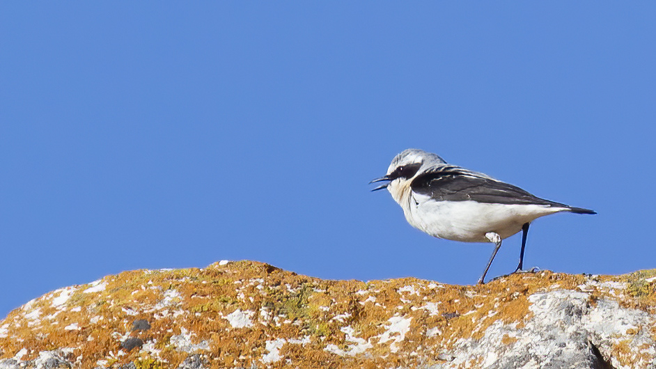 Northern Wheatear