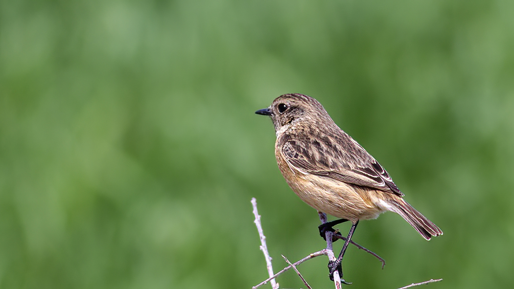 European Stonechat