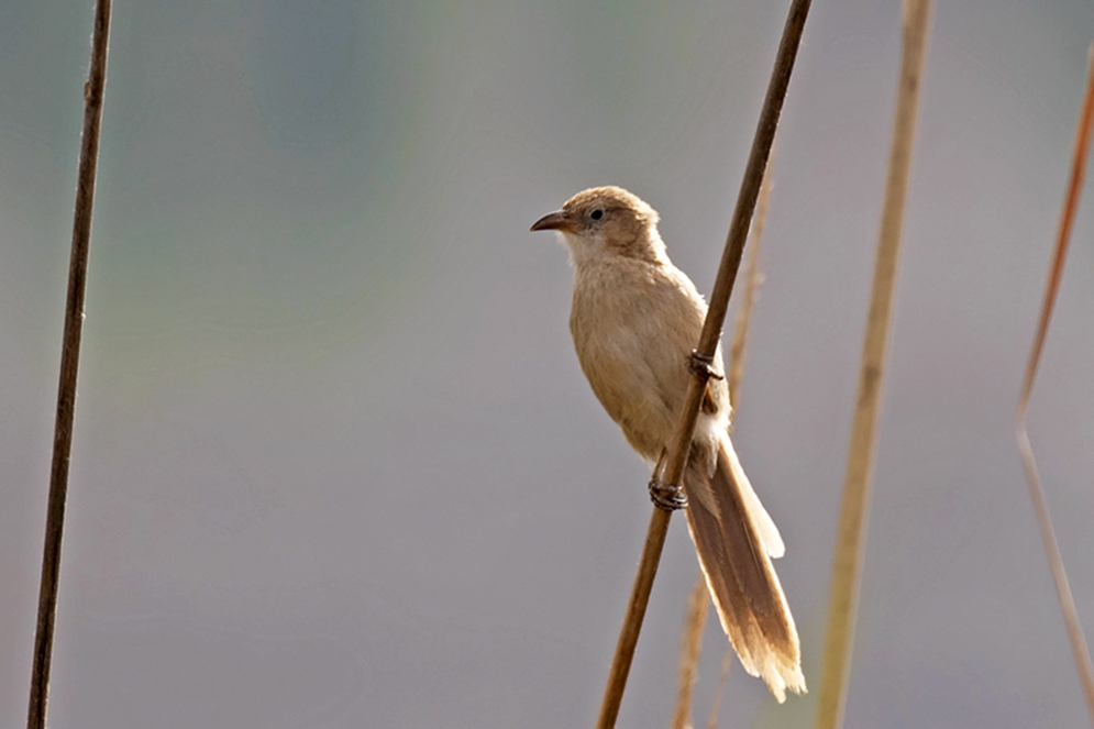 Iraq Babbler