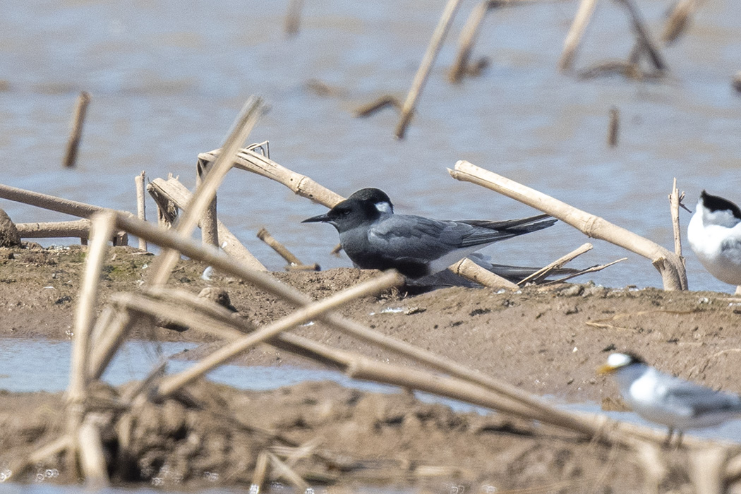 Black Tern