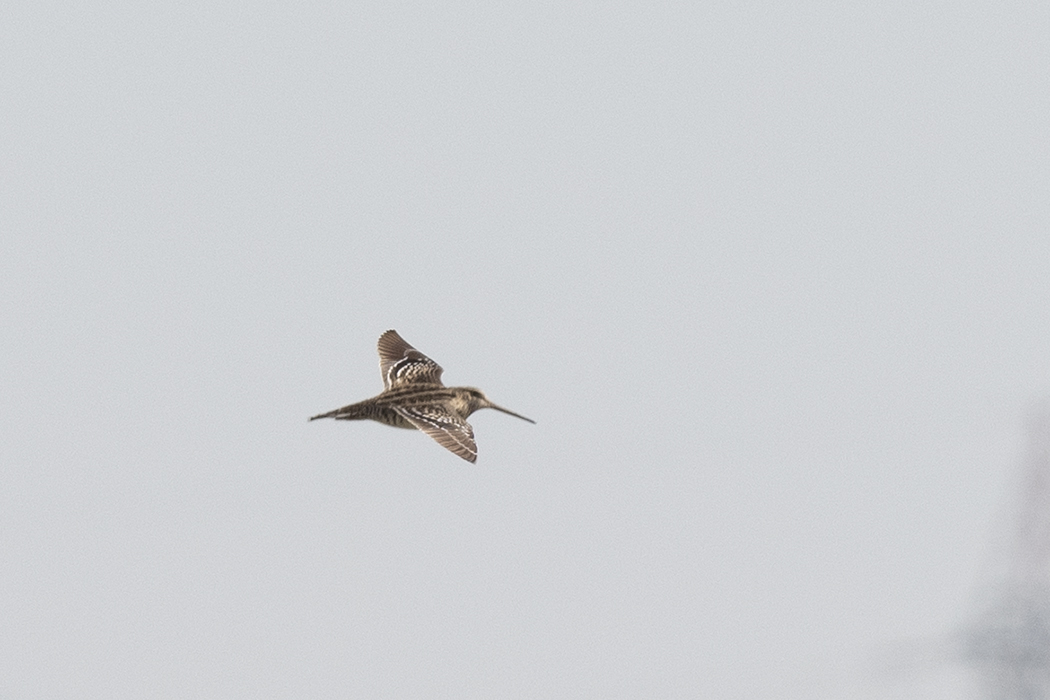 Great Snipe