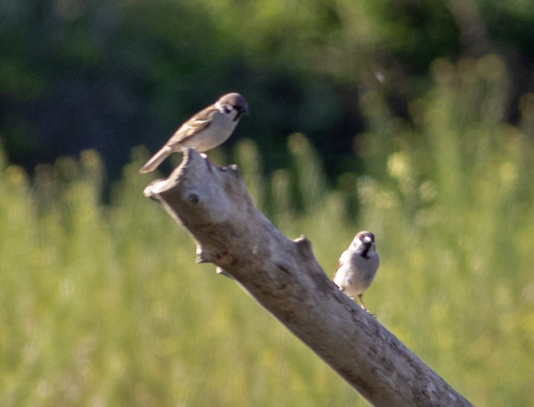 Eurasian Tree Sparrow