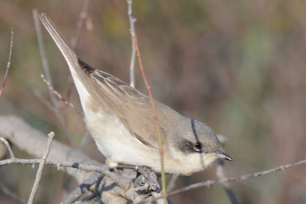 Lesser Whitethroat