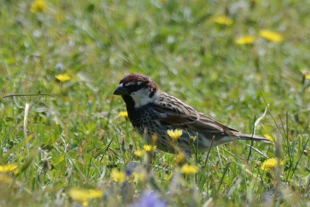 Spanish Sparrow