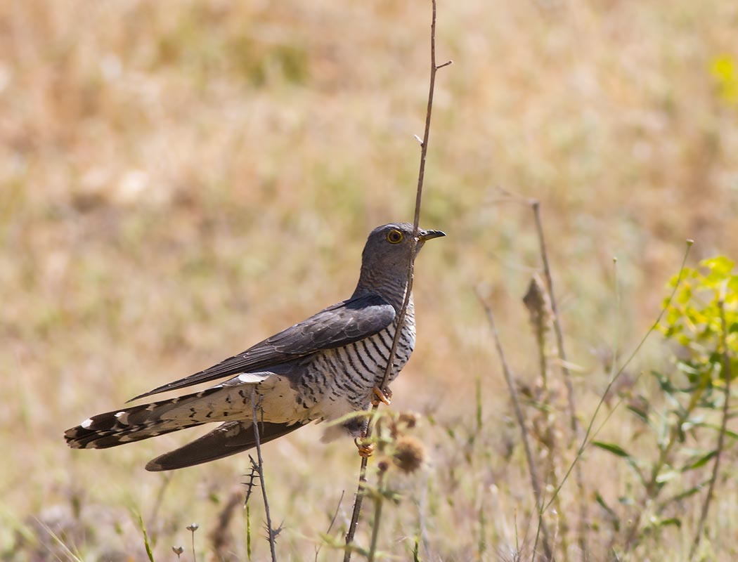 Common Cuckoo