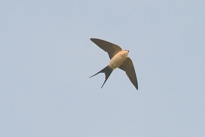 European Red-rumped Swallow