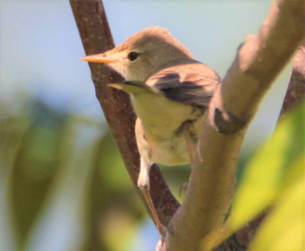 Eastern Olivaceous Warbler