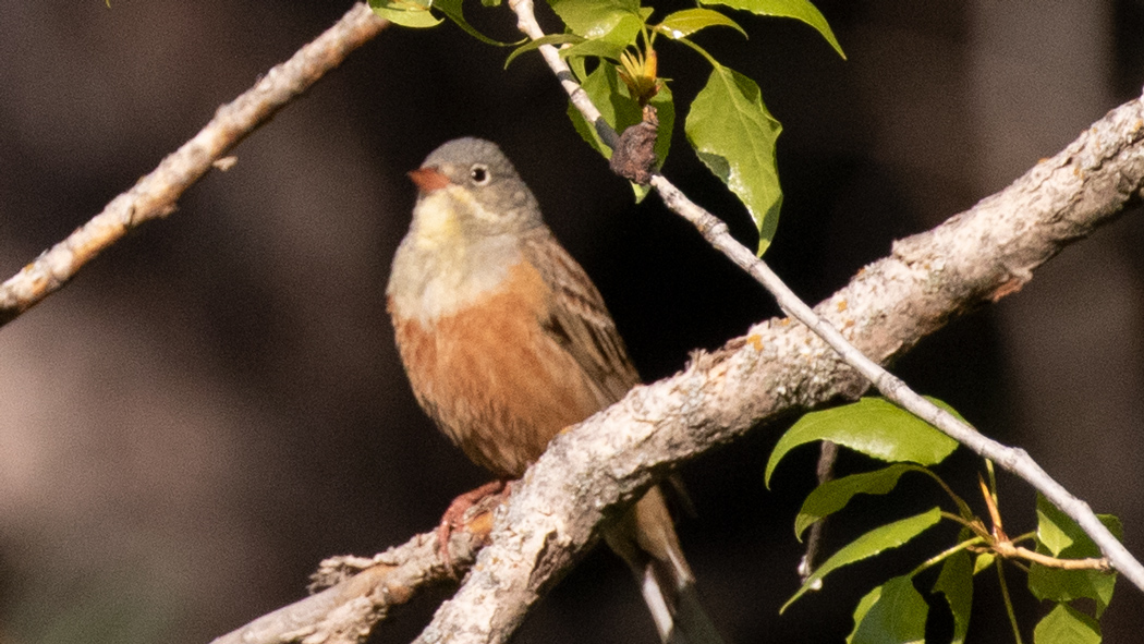 Ortolan Bunting