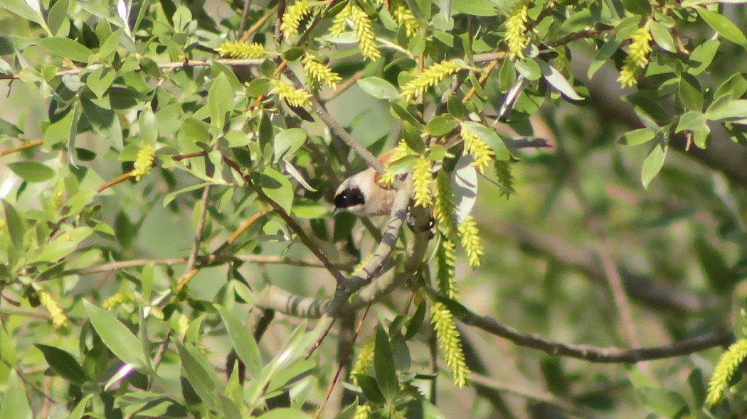 Eurasian Penduline Tit