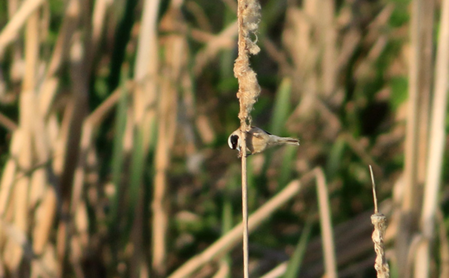 Eurasian Penduline Tit