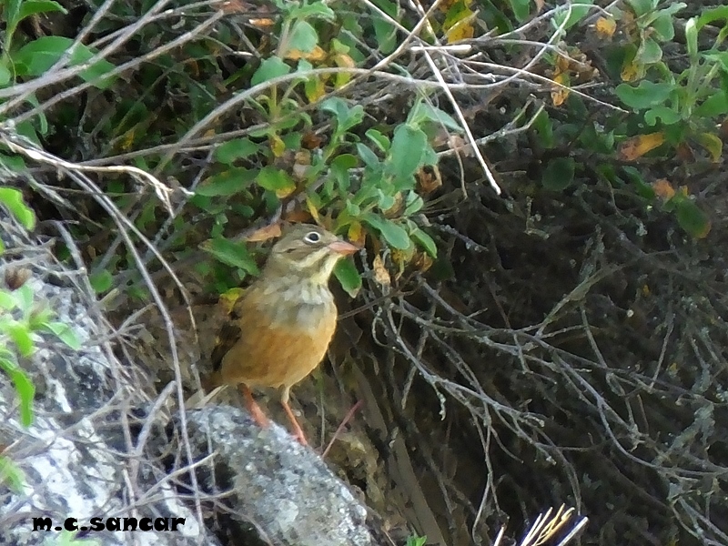 Ortolan Bunting