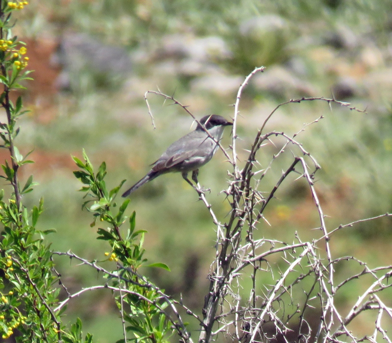Eastern Orphean Warbler