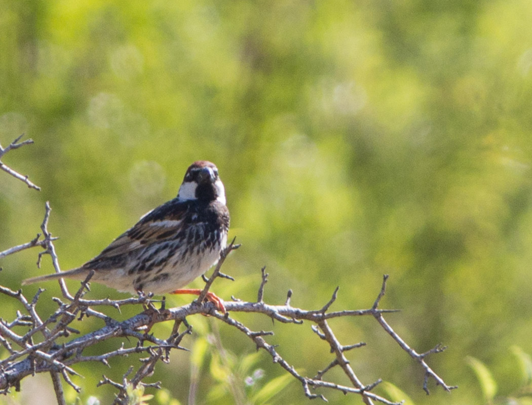 Spanish Sparrow