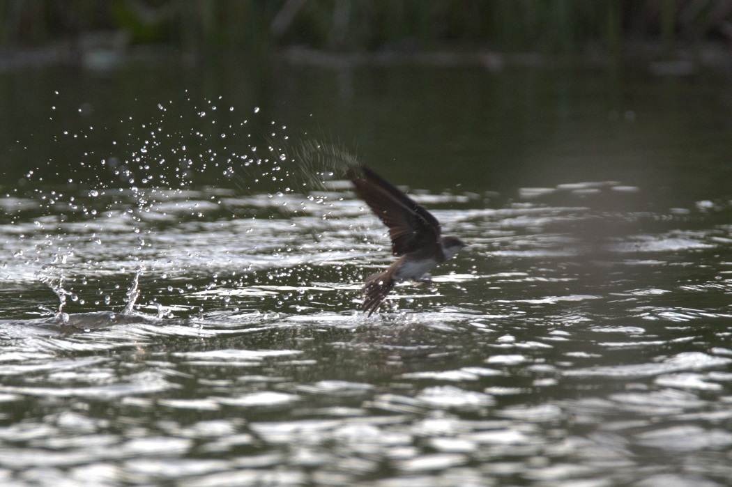 Sand Martin