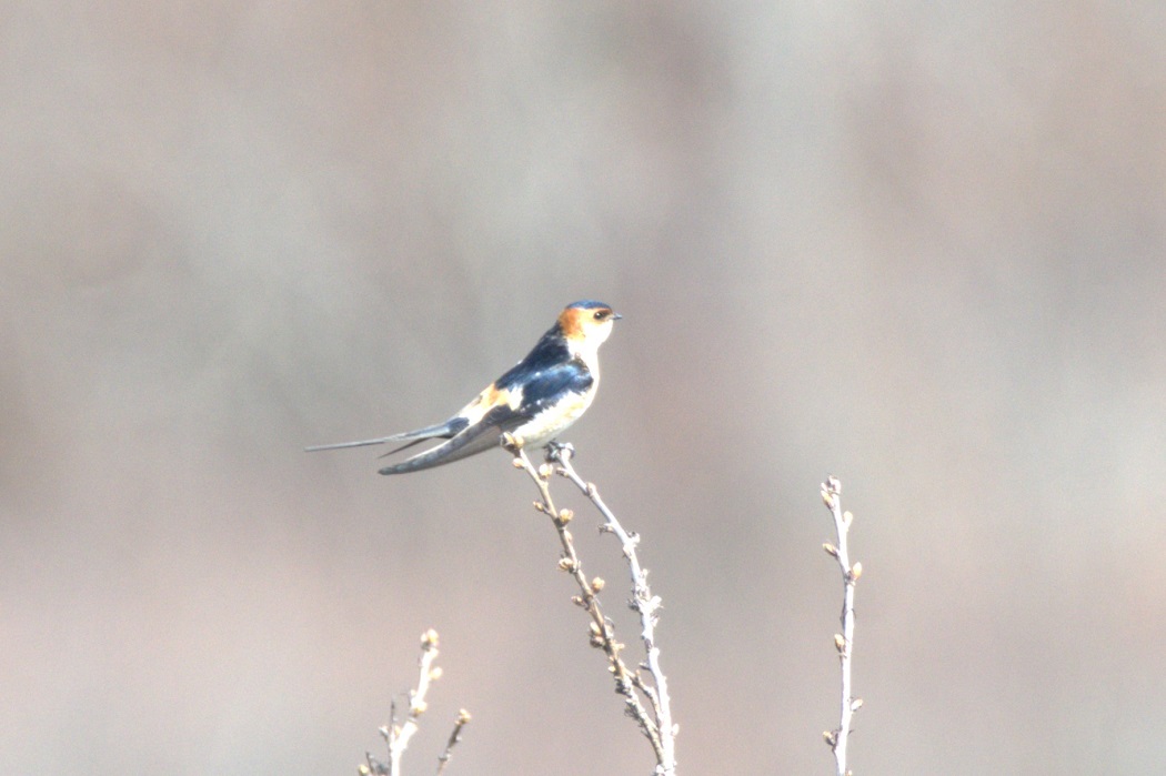 European Red-rumped Swallow