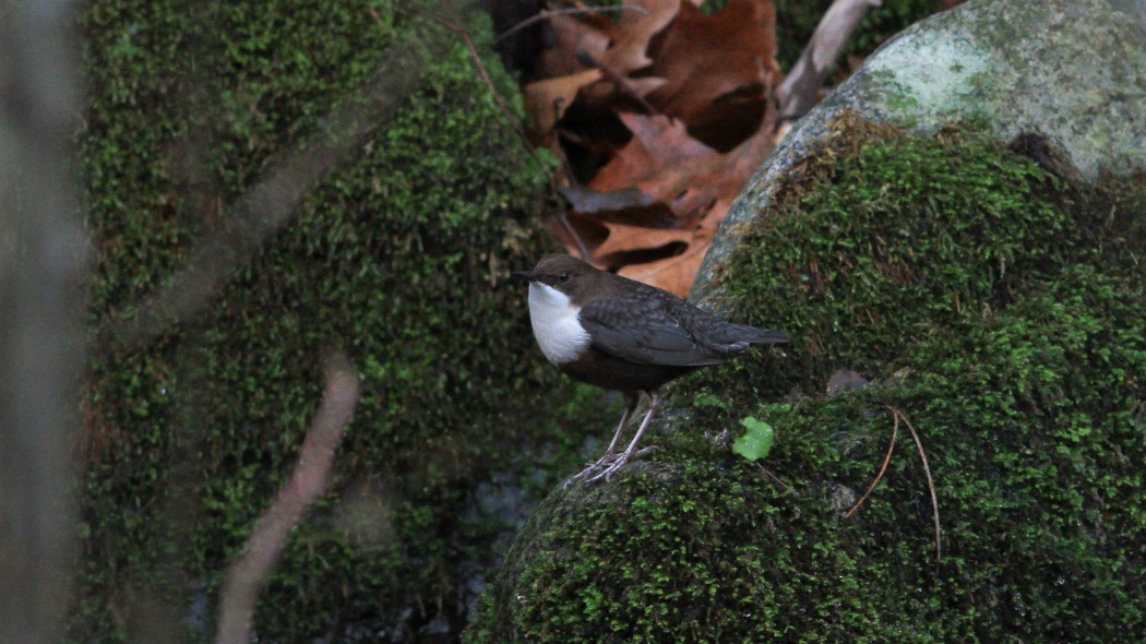 White-throated Dipper