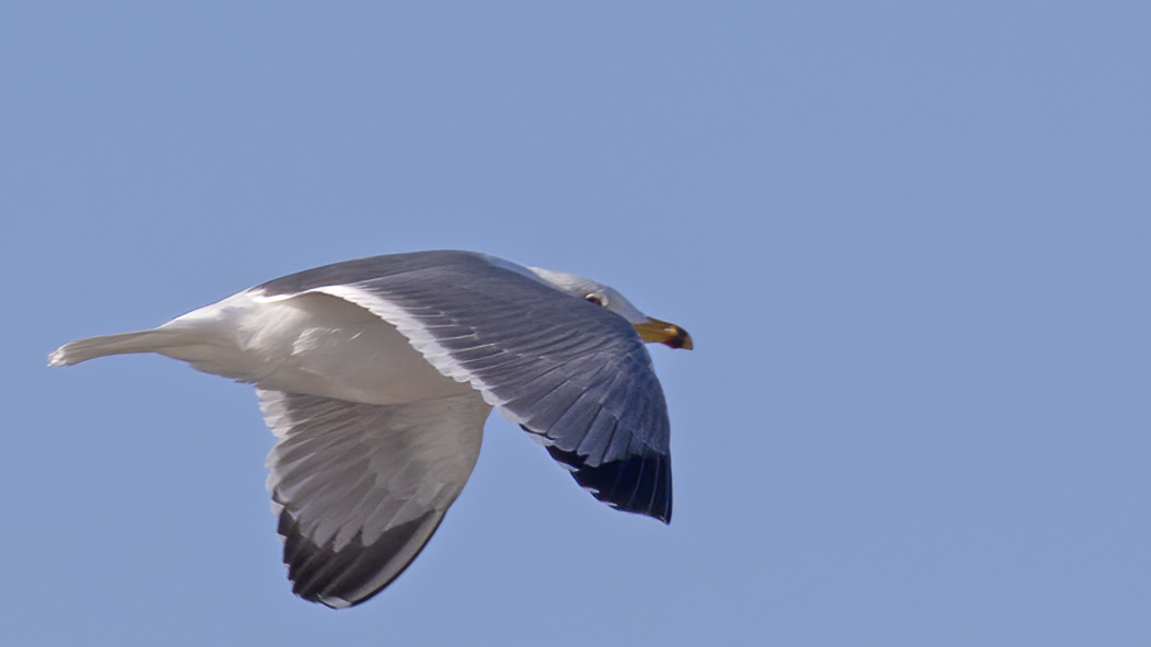 Armenian Gull