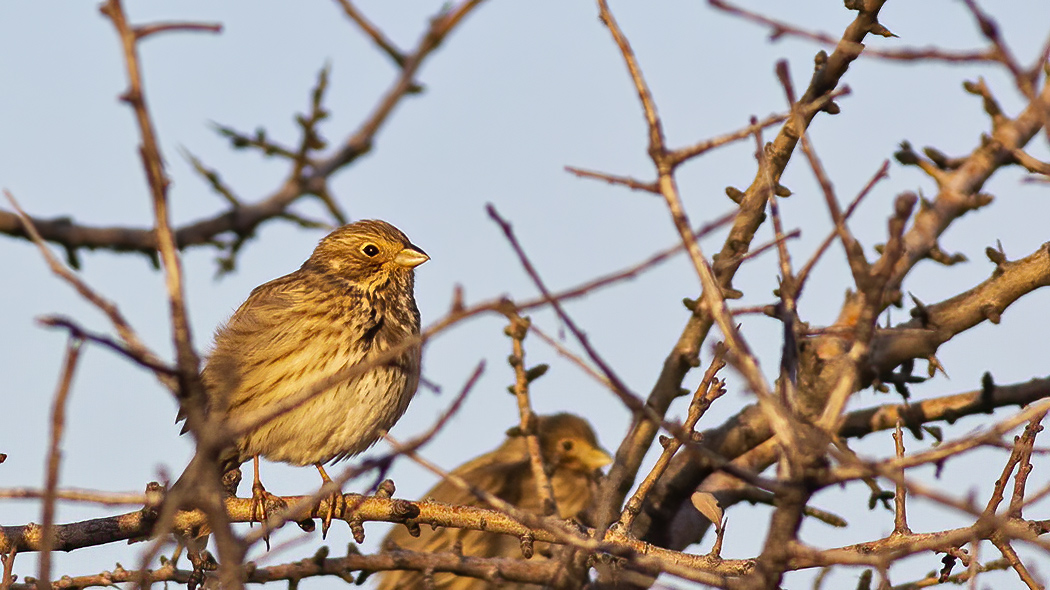 Corn Bunting