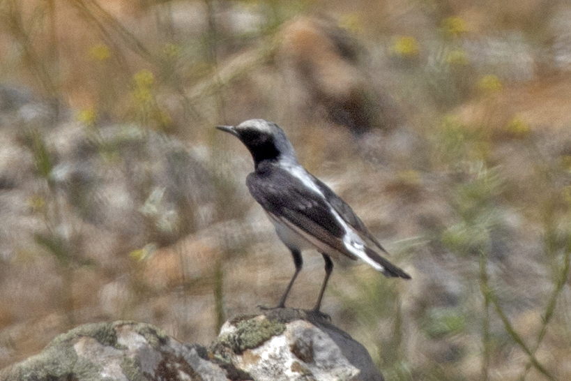 Finsch`s Wheatear