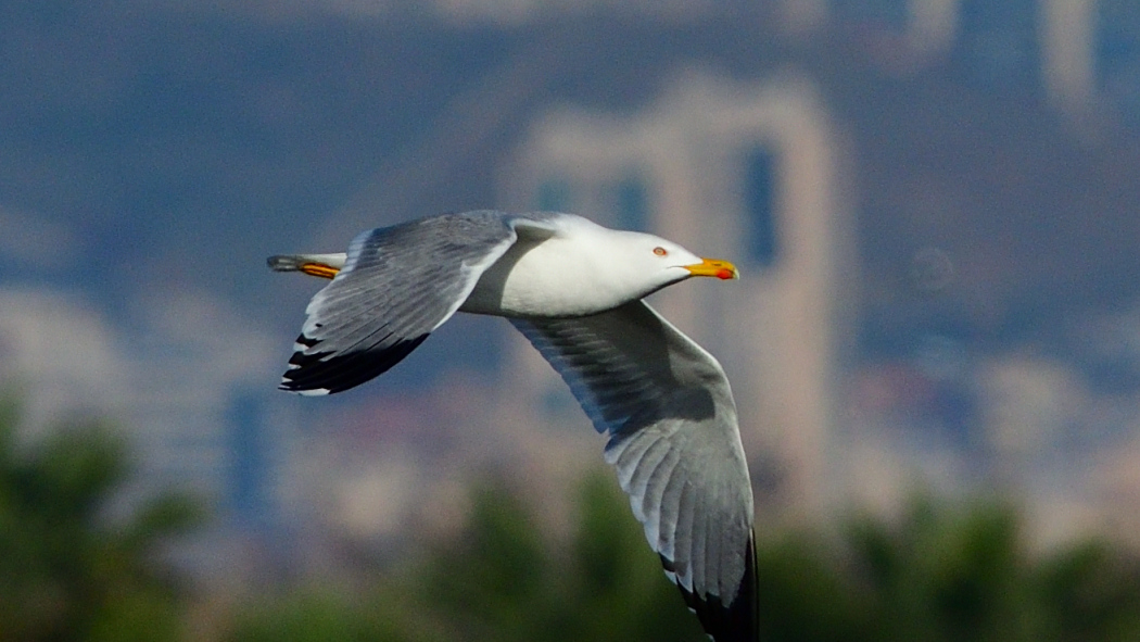Gümüş Martı