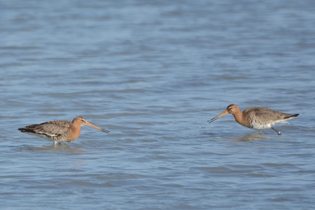 Black-tailed Godwit