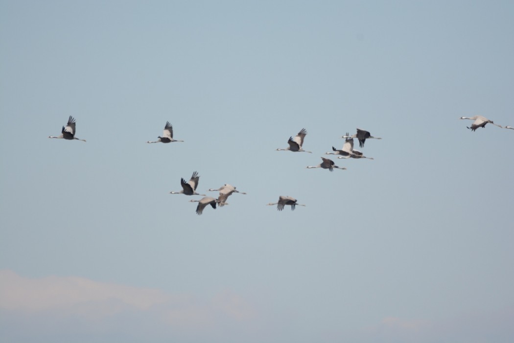 Common Crane