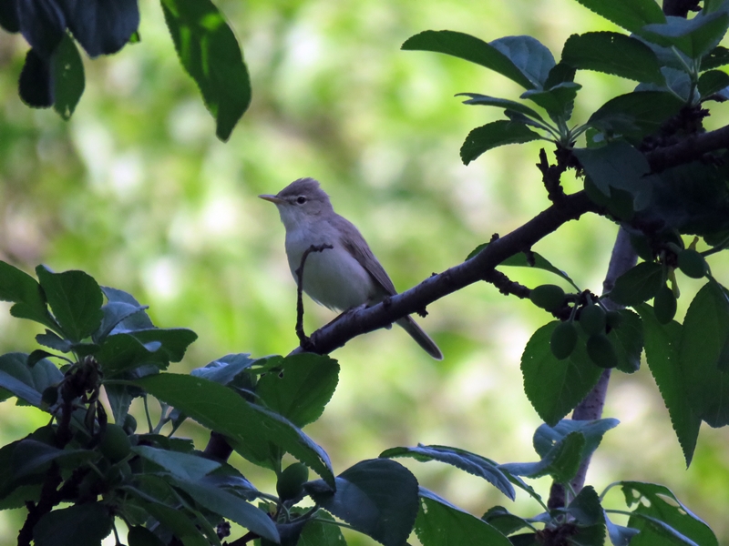 Eastern Olivaceous Warbler