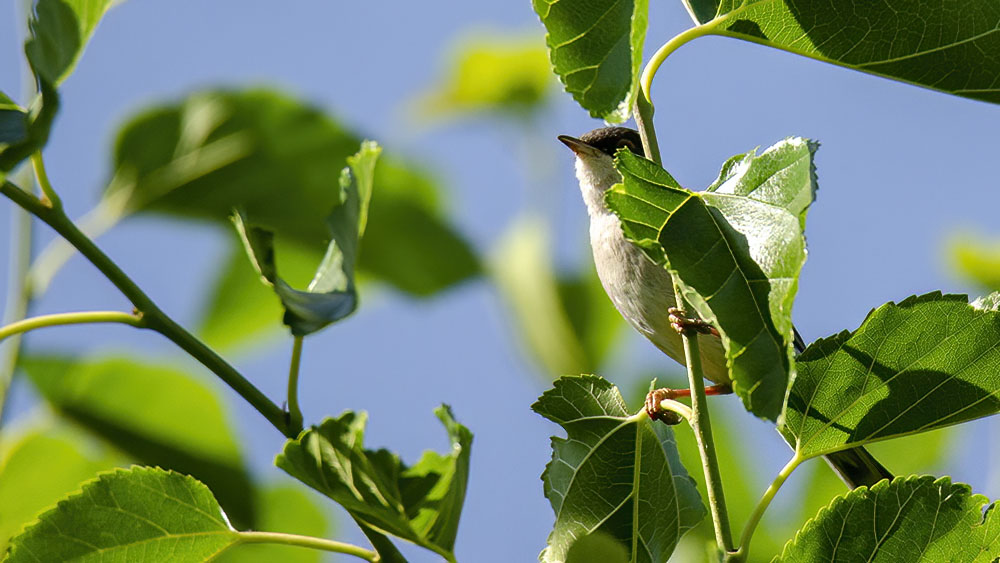 Sardinian Warbler