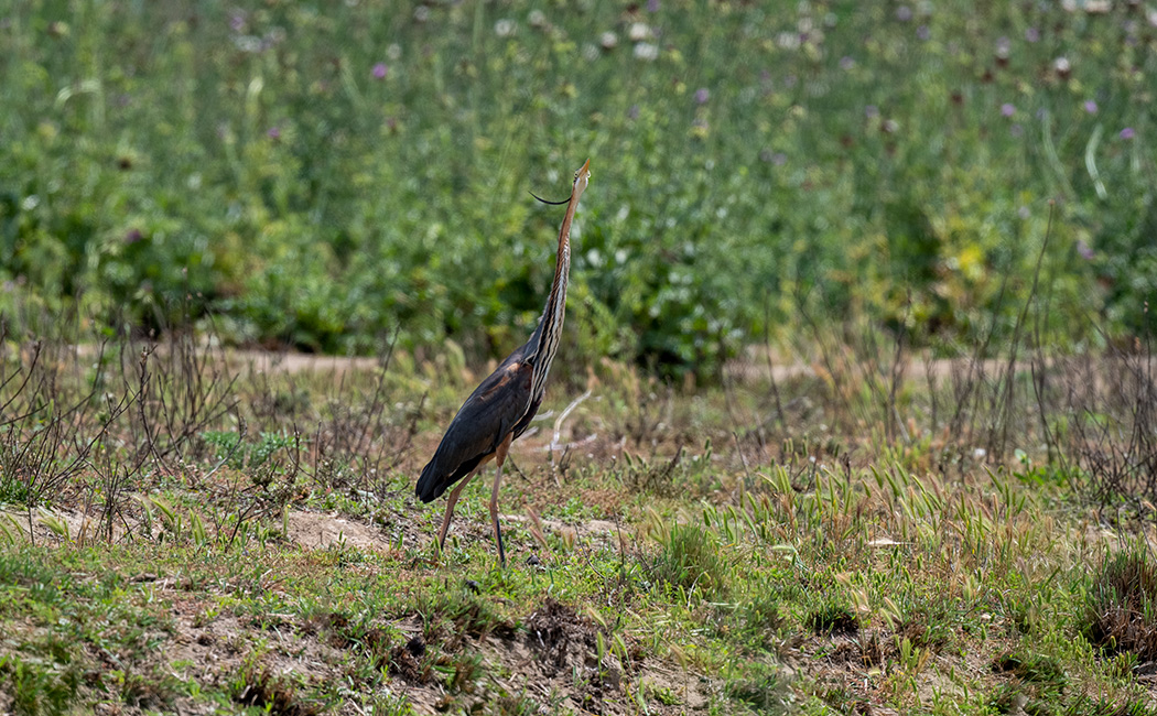 Purple Heron