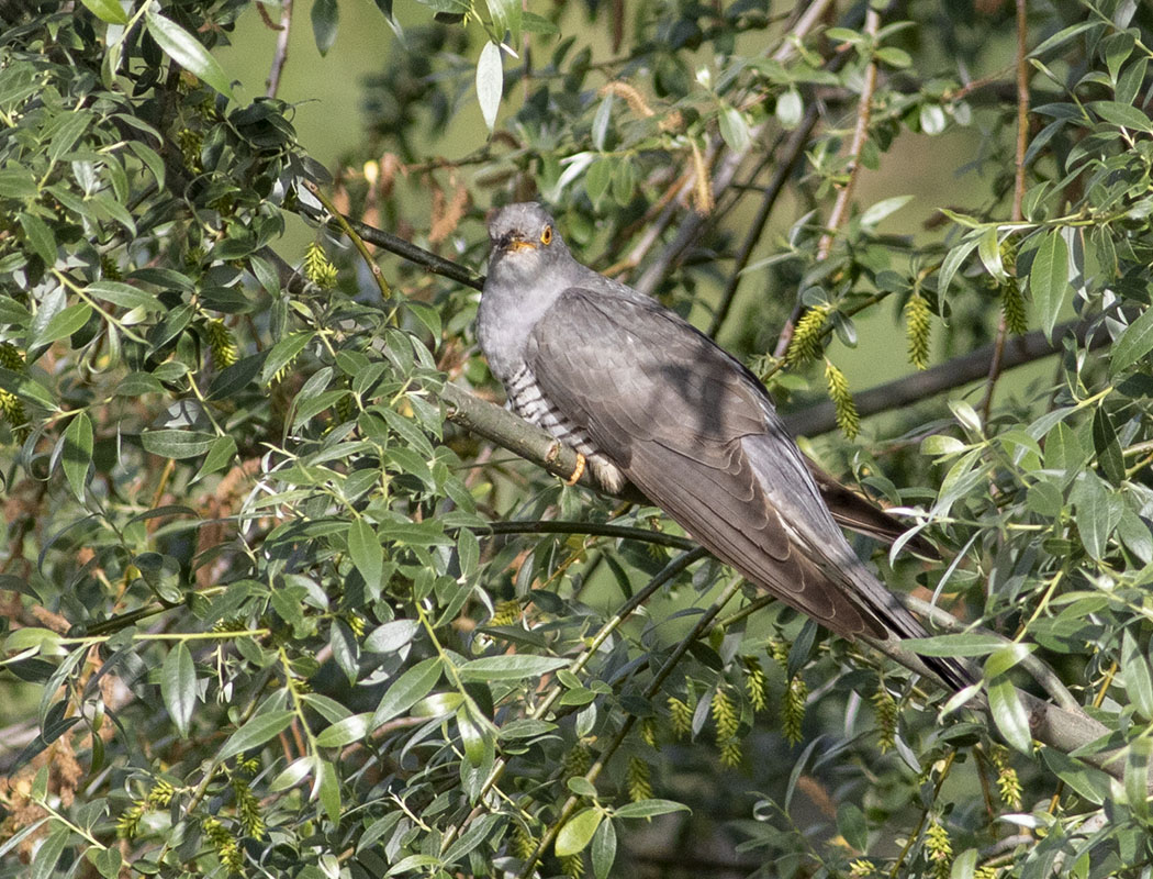Common Cuckoo