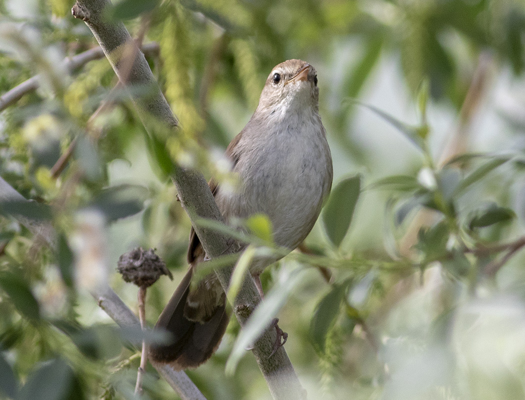 Cetti`s Warbler