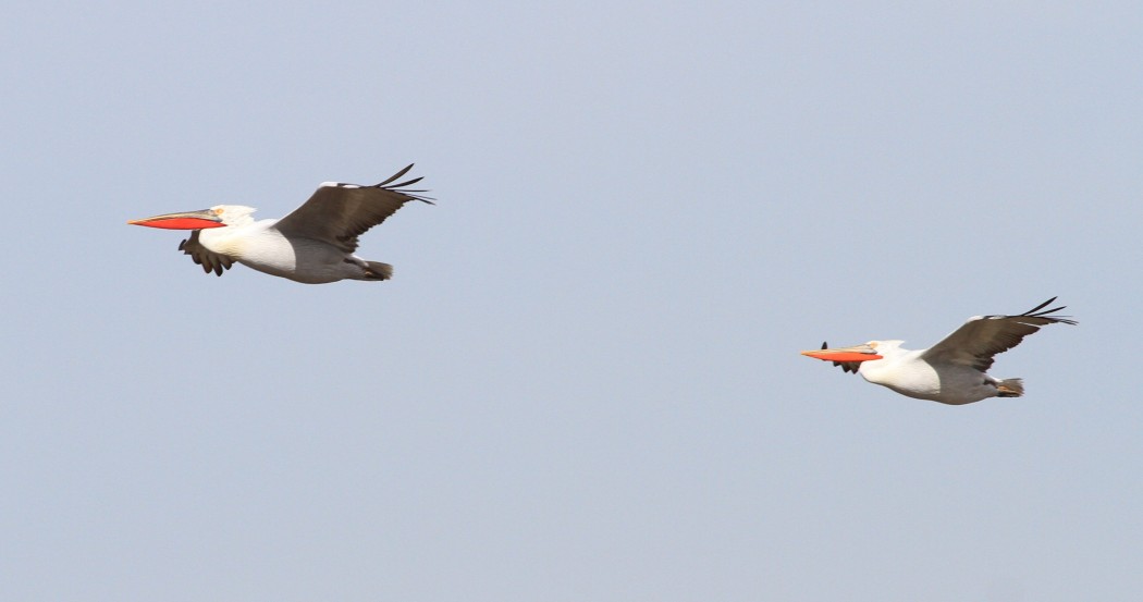 Dalmatian Pelican