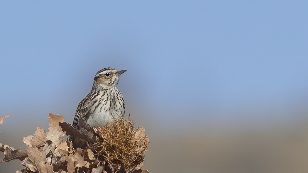Woodlark